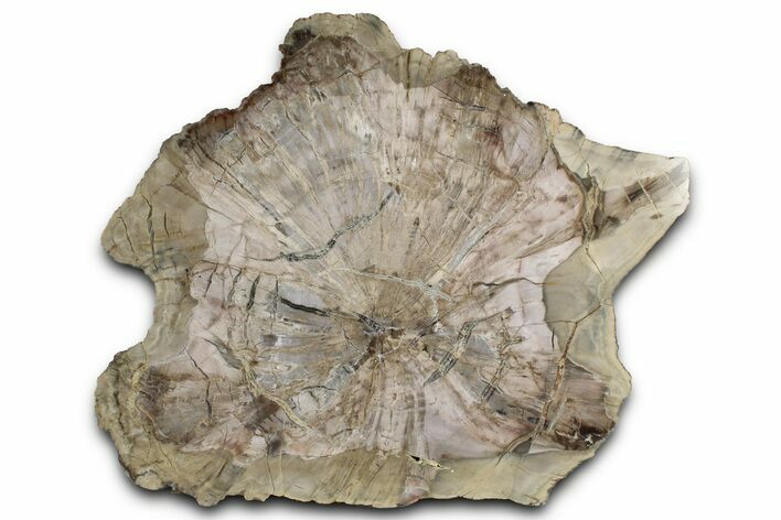 Triassic Petrified Wood (Woodworthia) Slab - Arizona #358863